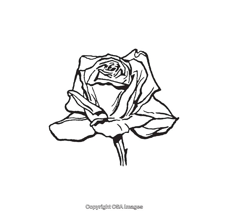 Hand-Drawn Black and White Line Art of a Single Blooming Rose
