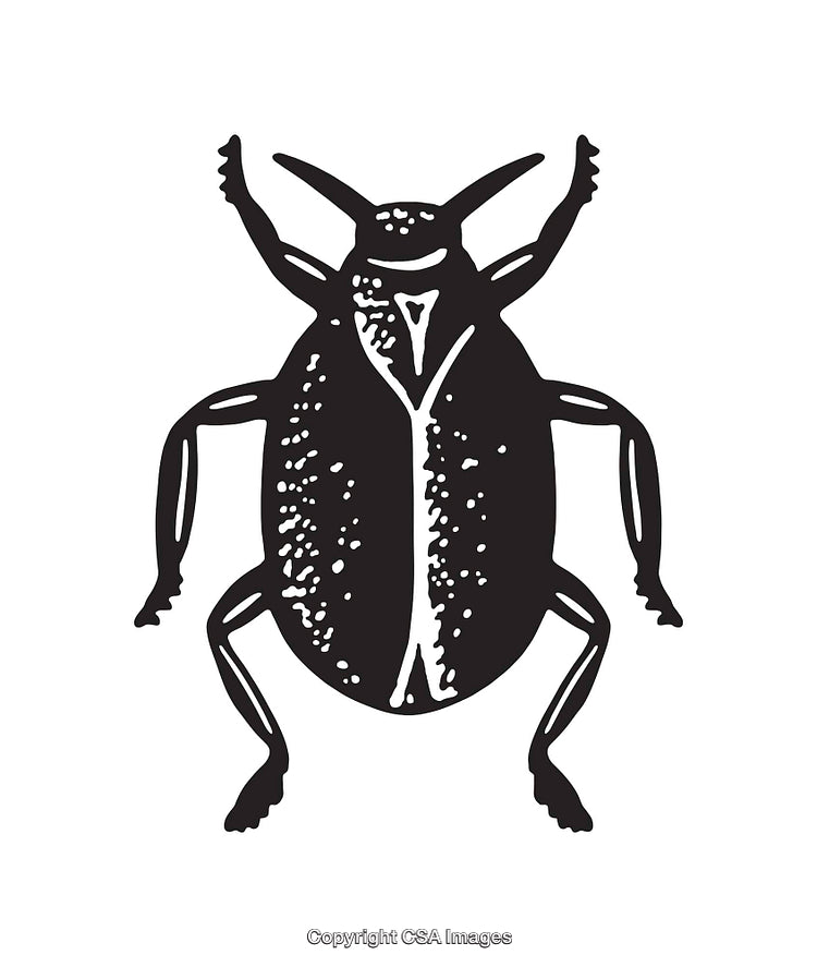 Black and White Line Illustration of a Beetle Design