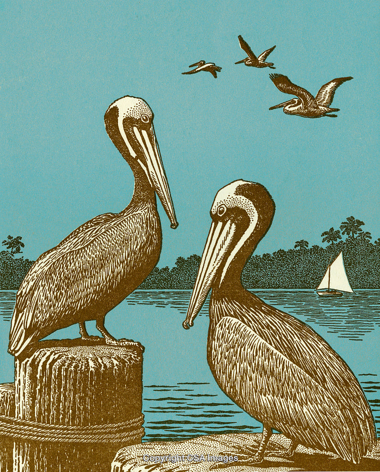 Vintage Illustration of Pelicans by Calm Waters with Sailing Boat in the Background