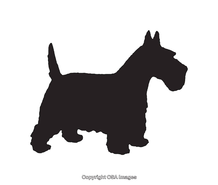 Silhouette of a Scottish Terrier Dog in a Standing Pose