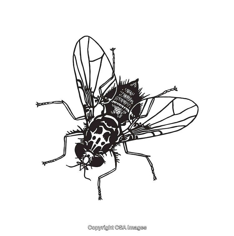 Detailed Black and White Line Art Illustration of a Fly