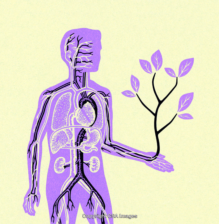 Human Anatomy Illustration With Nature Element Highlighting Connection to the Environment