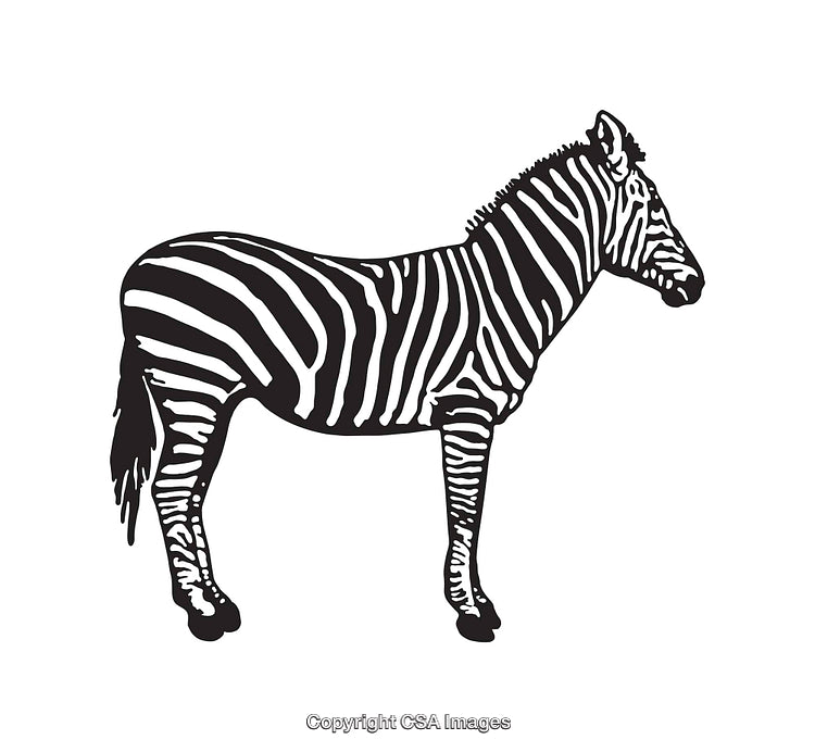 Black and White Line Art Illustration of a Zebra in Profile View