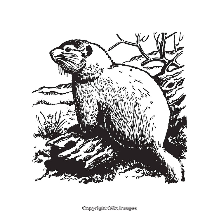 Detailed Black and White Line Art of Otter in Natural Habitat