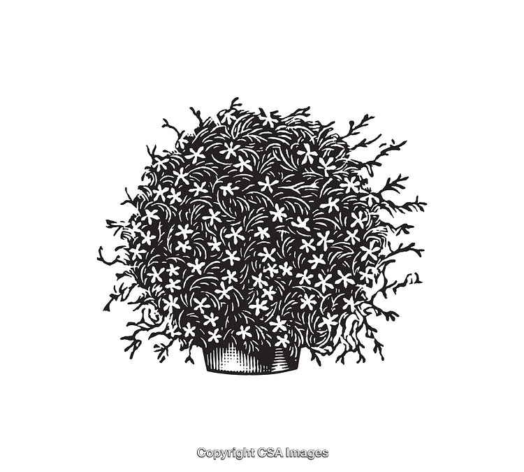 Detailed Black and White Line Art of a Decorative Potted Plant
