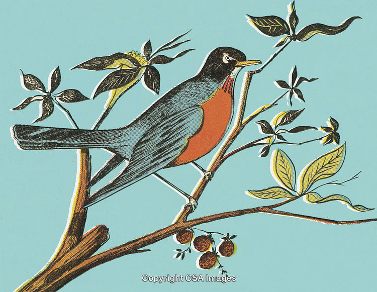 Vintage Illustration of a Robin Perched on a Branch With Leaves and Berries