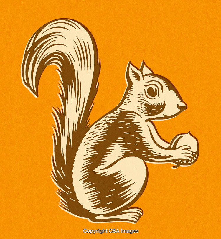 Illustrated Squirrel Holding Nut on Orange Background in Retro Style