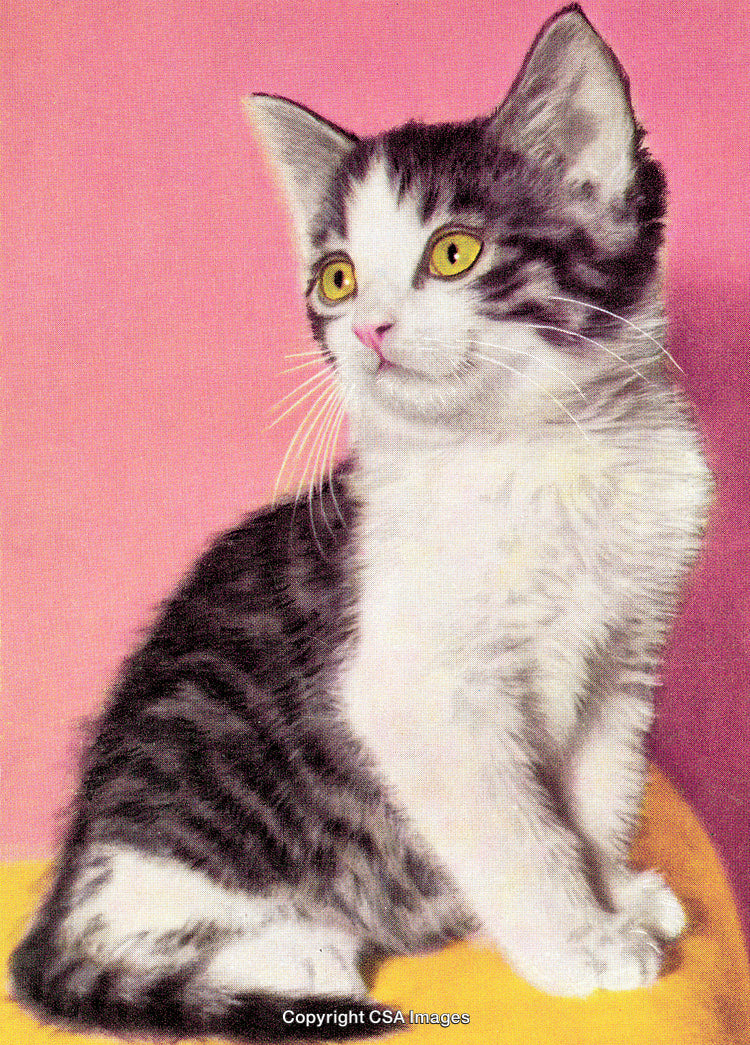 Adorable Tabby Kitten Sitting Against a Pink Background Looking Curious