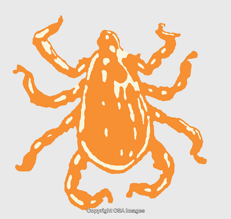 Orange Line Art Illustration of an Abstract Insect on Light Background