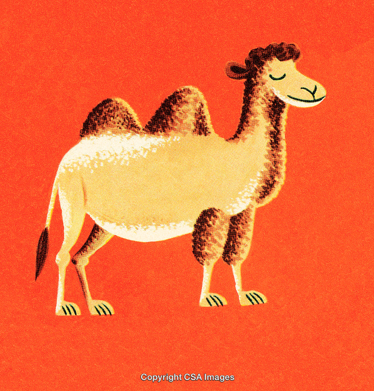 Vintage Style Illustration of Smiling Camel on Vibrant Red Background
