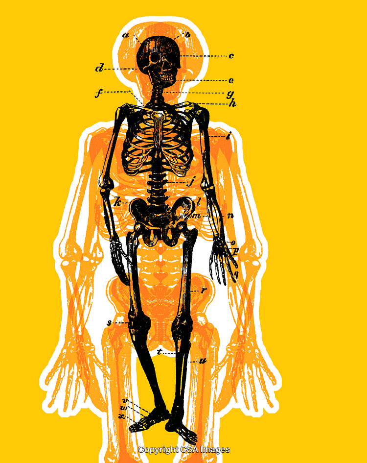 Colorful Artistic Illustration of Human Skeleton Anatomy on Yellow Background