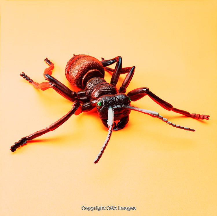 Detailed Plastic Ant Model Displayed on Orange Background