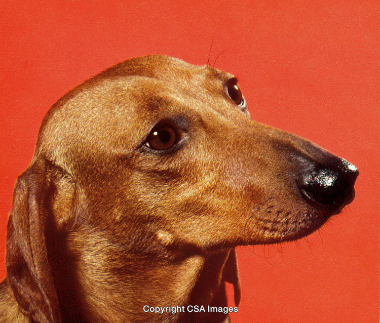 Close-Up of a Dachshund Dog Against a Vibrant Red Background