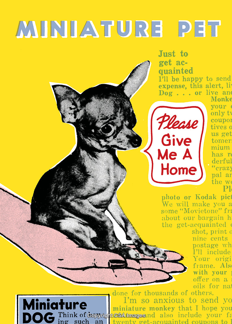 Vintage Advertisement Featuring Miniature Pet Chihuahua With Retro Design Elements