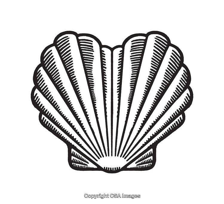 Black and White Line Art Illustration of a Heart Shaped Seashell