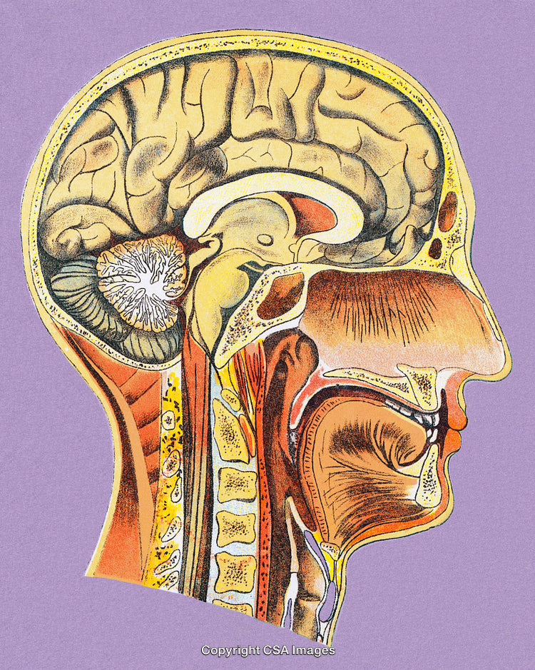 Detailed Illustration of a Cross-Section View of the Human Brain Anatomy