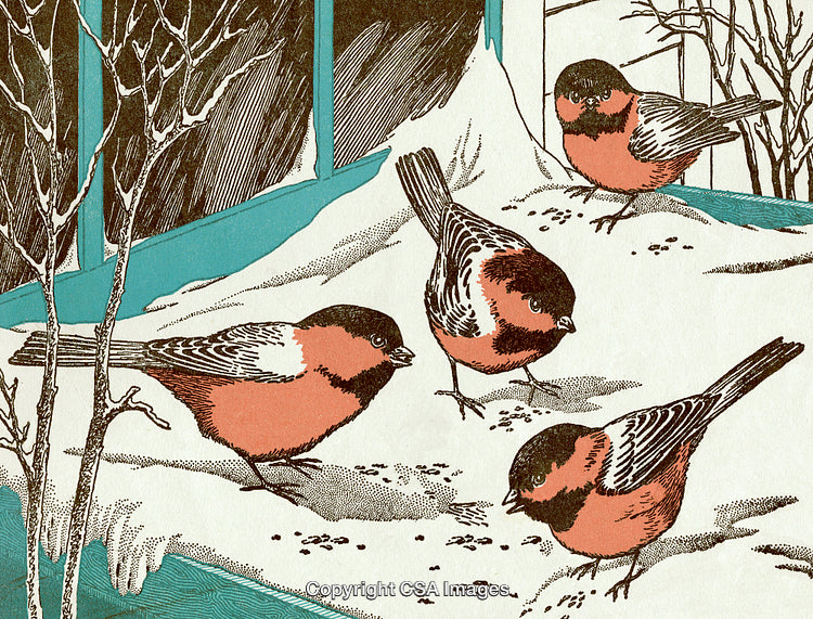 Four Colorful Birds Feeding on Snow by a Window in Winter Scene