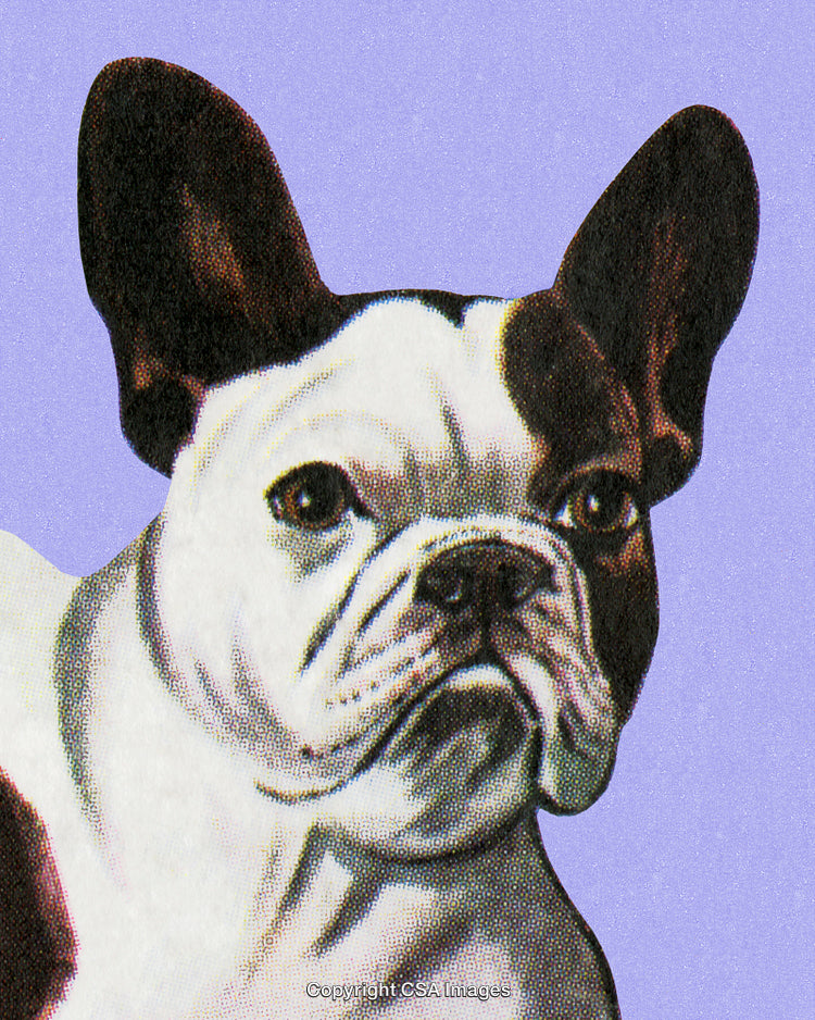 Detailed Illustration of a Bulldog Portrait on a Purple Background