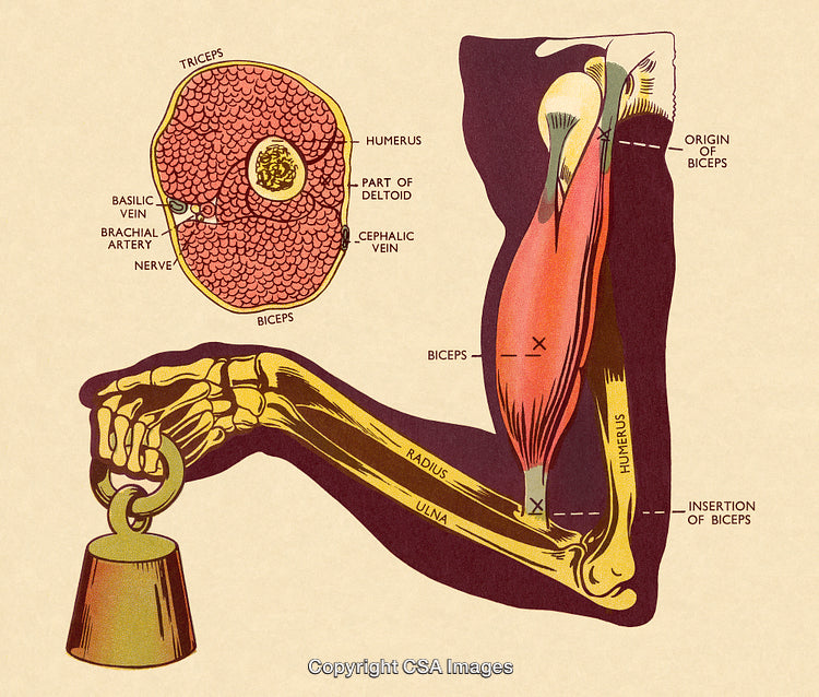 Detailed Illustration of Arm Muscles and Bone Anatomy with Labels