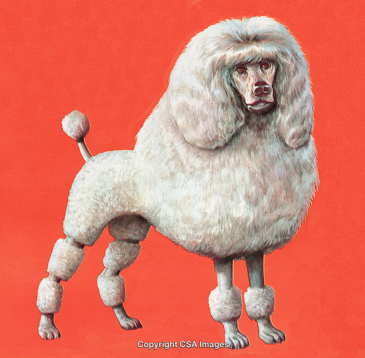 Elegant Poodle Dog Highlighting Groomed Coat Against Vibrant Red Background