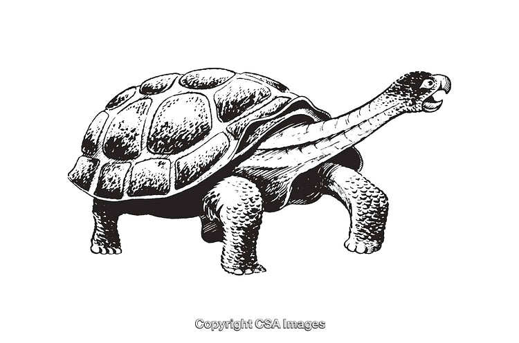 Detailed Black and White Line Art Illustration of a Tortoise