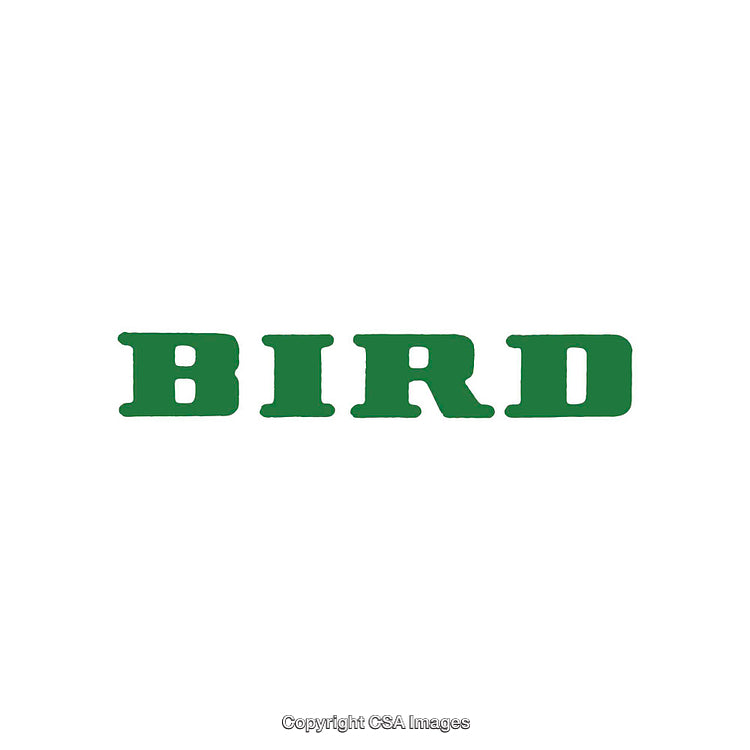 Green Text Reading 'Bird' Isolated on a White Background