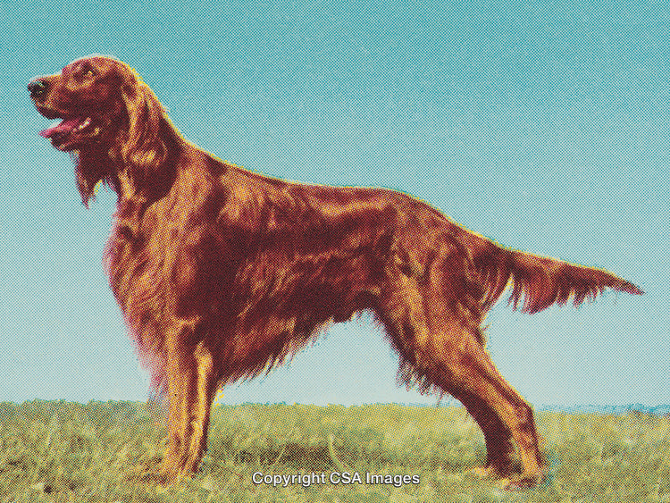 Vintage-Style Portrait of Irish Setter Outdoors in Textured Print Aesthetic