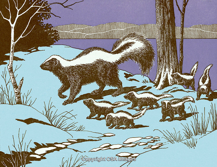Mother Skunk Leading Her Young Through a Scenic Forest Landscape