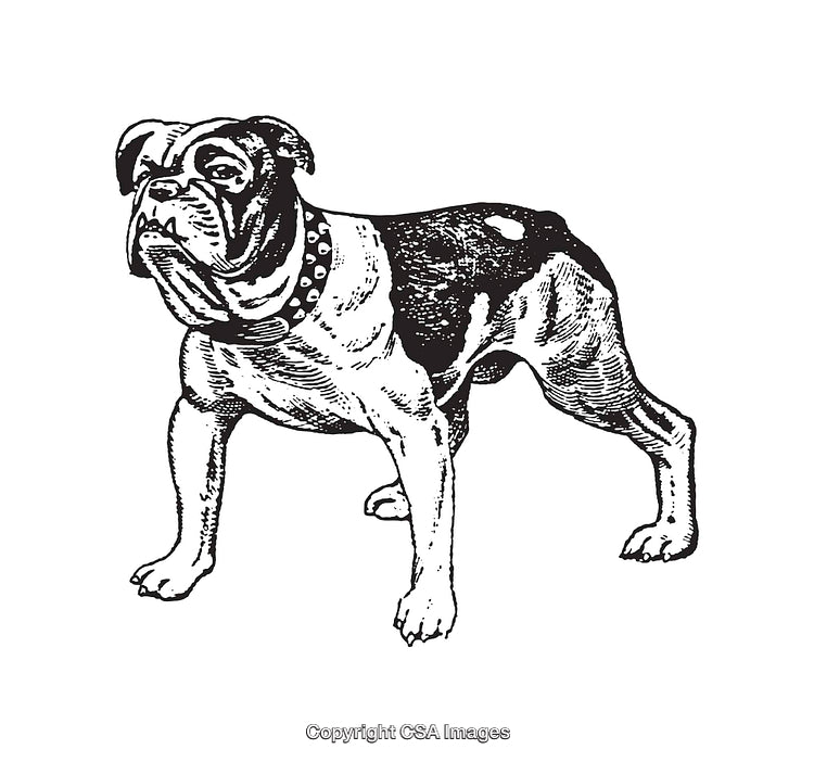 Detailed Black and White Line Art Illustration of a Bulldog