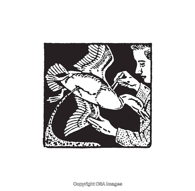 Vintage Line Art Illustration of Bird Taxidermy Process