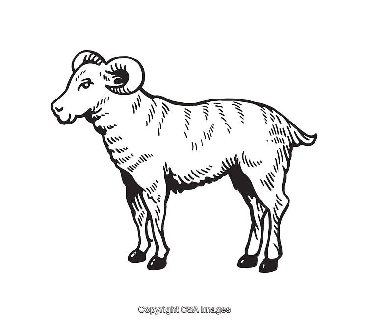Hand-Drawn Black and White Illustration of a Standing Ram