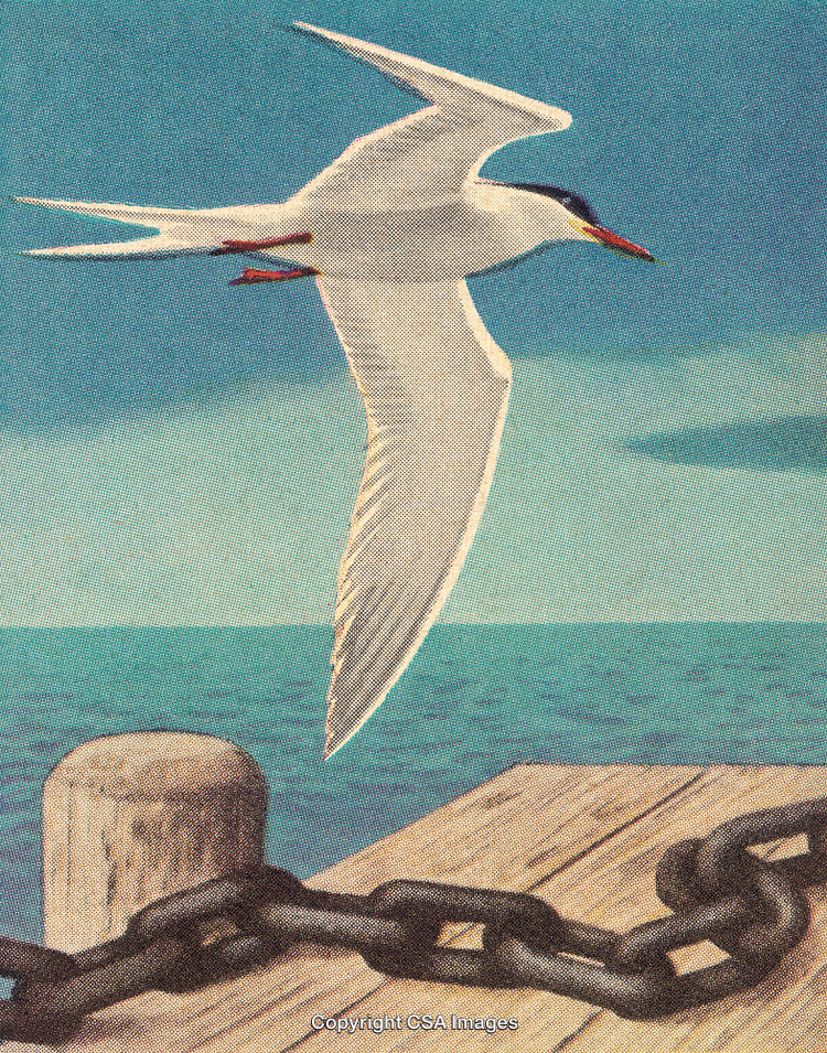 Seagull Soaring Above Ocean Pier Highlighted Against Clear Blue Sky
