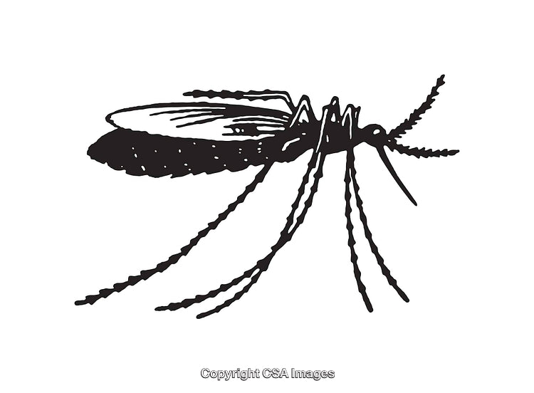 Black and White Line Art Illustration of a Mosquito