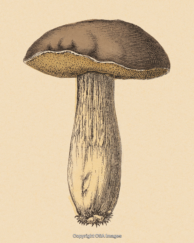 Vintage Illustration of a Detailed Mushroom Against a Neutral Background