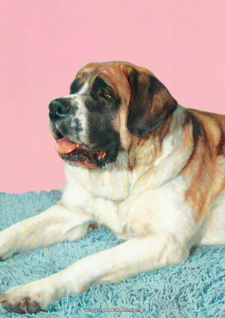 Saint Bernard Dog Resting on a Blue Rug Against a Pink Background