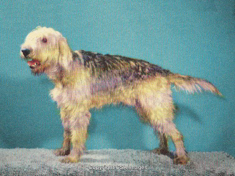Stylized Portrait of a Brown-Furred Dog on a Blue Background