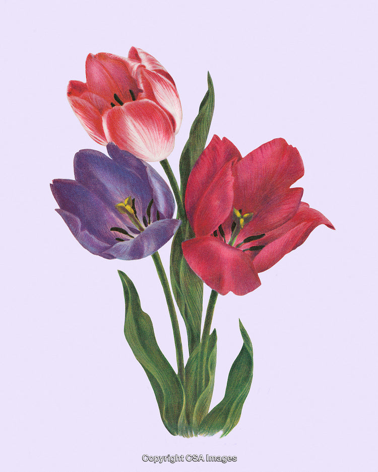 Three Colorful Tulips Displayed Against a Soft Pastel Background