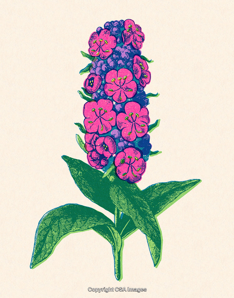 Vibrant Illustration of a Botanical Flower with Pink and Blue Details