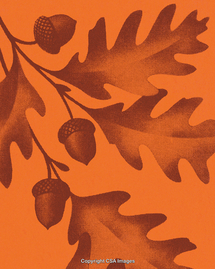 Autumn Oak Leaves and Acorns Illustrated on an Orange Textured Background