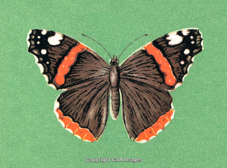 Detailed Illustration of a Colorful Butterfly on Green Background