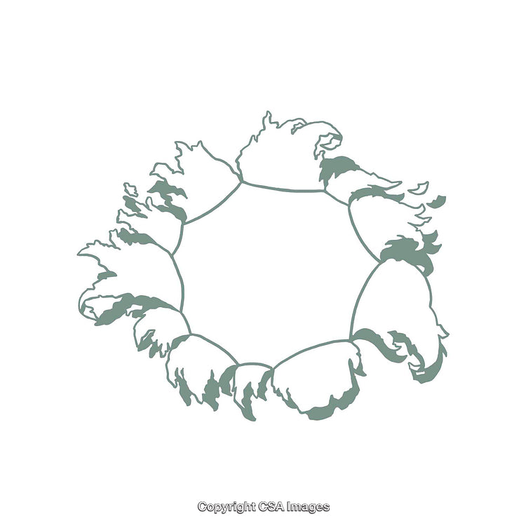 Elegant Floral Wreath Illustration with Minimalistic and Decorative Design