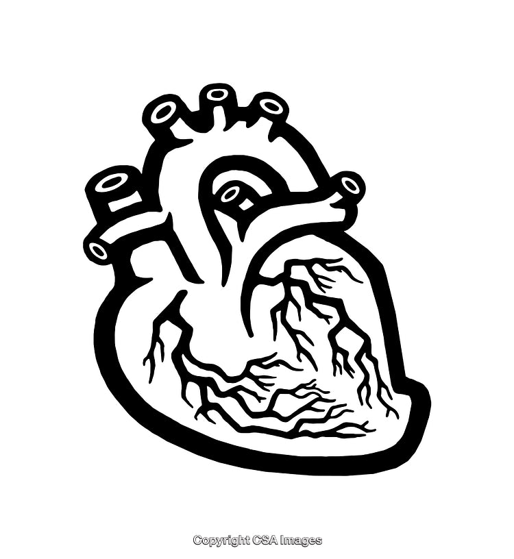 Black and White Line Art Illustration of a Human Heart