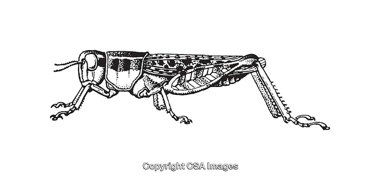 Black and White Grasshopper Line Art Illustration for Nature Enthusiasts