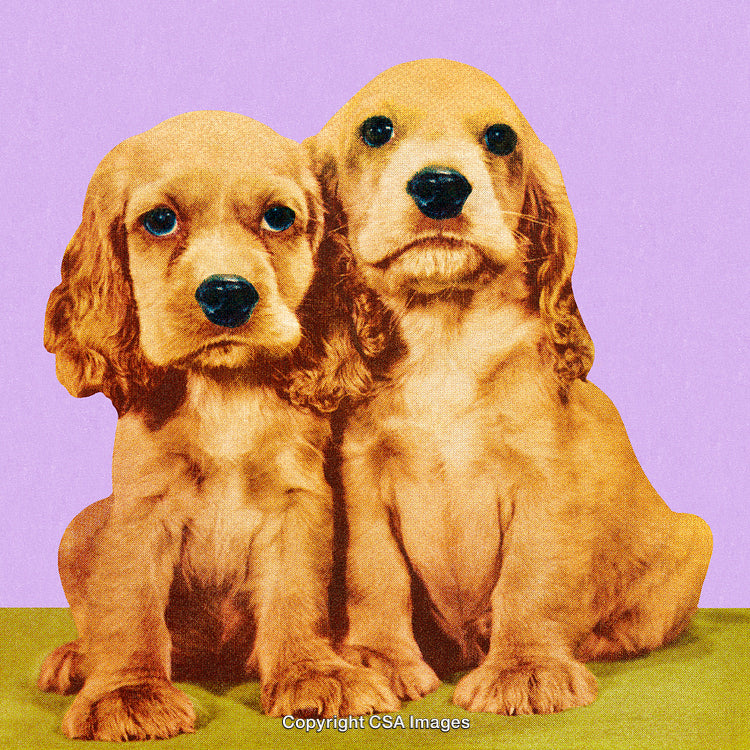 Adorable Pair of Golden Puppies Sitting Against a Pastel Background Setting