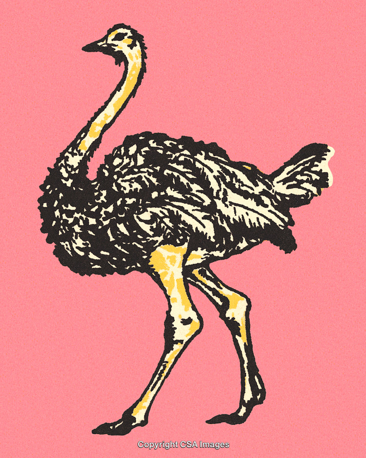 Illustration of an Ostrich on a Vibrant Pink Background