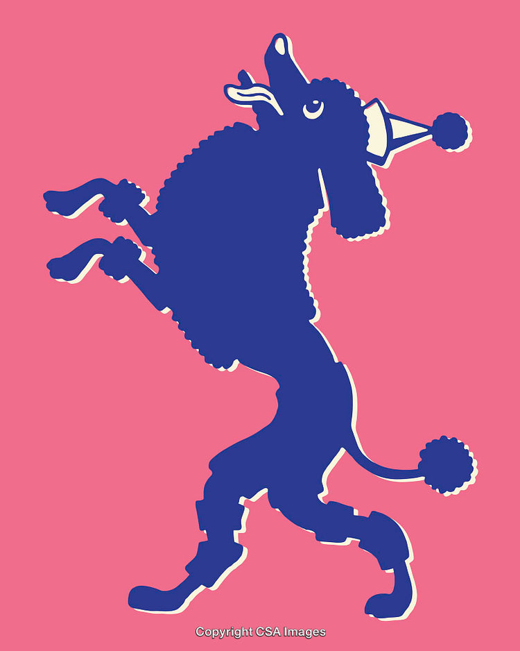 Colorful Illustrated Poodle in Hat on a Vibrant Pink Background