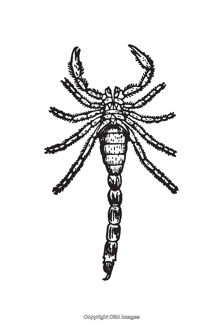 Black and White Line Art Illustration of a Detailed Scorpion