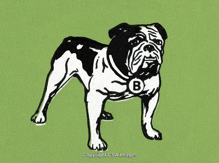 Illustration of a Bulldog with Bold Black and White Contours on Green Background