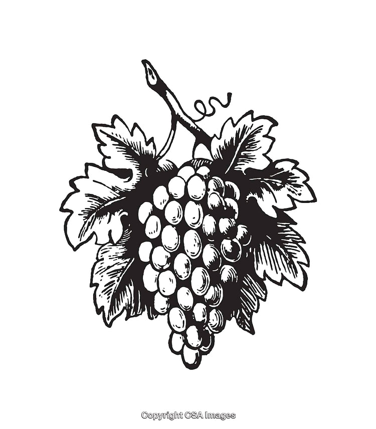 Black and White Line Art Illustration of Grapes with Leaves