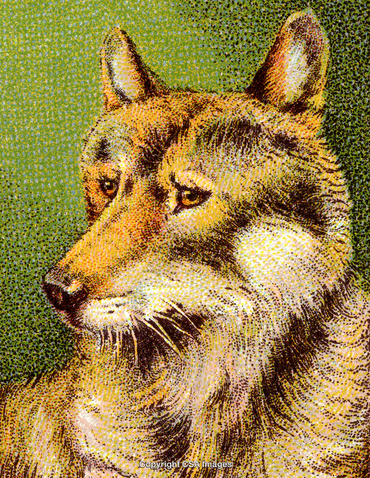 Detailed Illustration of a Wolf Profile in Vivid Artistic Style
